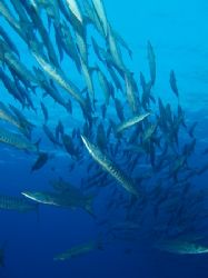 A better effort at photographing the barracuda at Shark R... by Nikki Van Veelen 